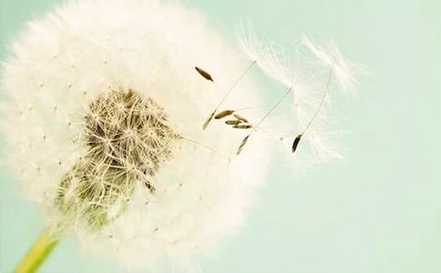 蒲公英的旅途