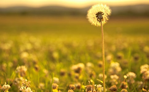 蒲公英的作文