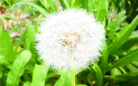 �������ѹ�Ӣ��־����330��