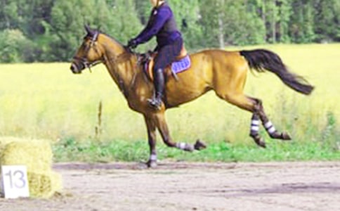 第一次騎馬作文【精】