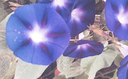 描寫牽牛花的作文3篇