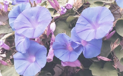 ��ţ������(l��i)�Ć�ʾ����