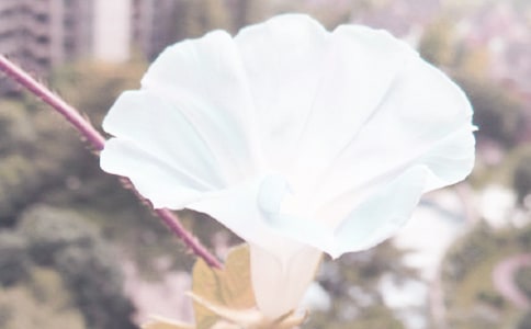 �茑�������ĺ��~�þ�ö�