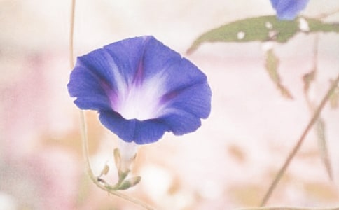 關(guān)于牽牛花的優(yōu)秀作文400字(精選59篇)