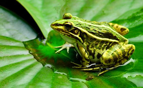 保護青蛙的作文