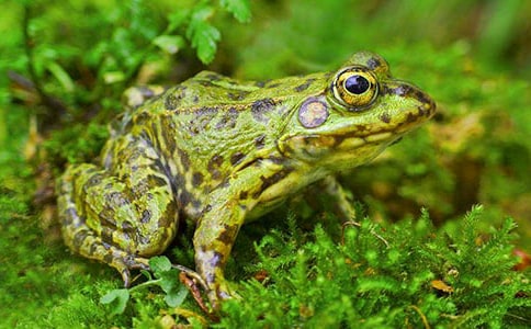 小班體育游戲教案《小青蛙捉害蟲》