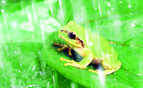 小學生保護青蛙的作文【優(yōu)秀】