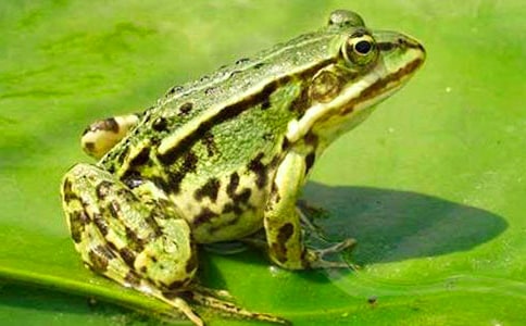 實(shí)用的小學(xué)生保護(hù)青蛙的作文