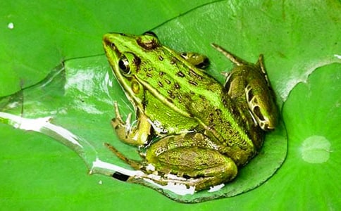 保護(hù)青蛙小學(xué)生作文(精選3篇)