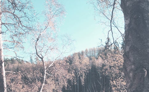 (優(yōu)秀)秋季的作文