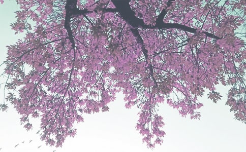 小班秋季工作計劃