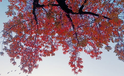 ���Ճ�(y��u)������[���A]