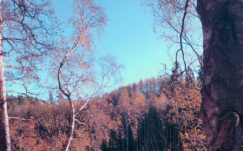 (��(y��u)�x)���Ճ�(y��u)������