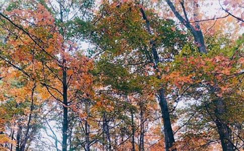 �������Z����(7ƪ)