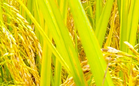 ����С�W(xu��)������300��4ƪ