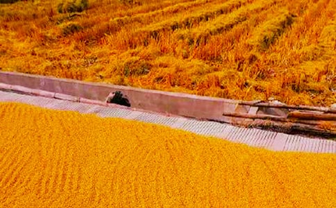 �P(gu��n)���������ģ��R��13ƪ��