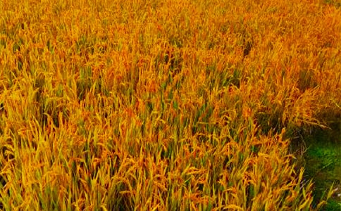 有關(guān)秋收小學(xué)生作文4篇