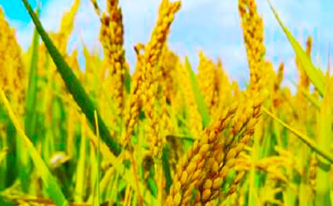 ���Ճ�(y��u)������