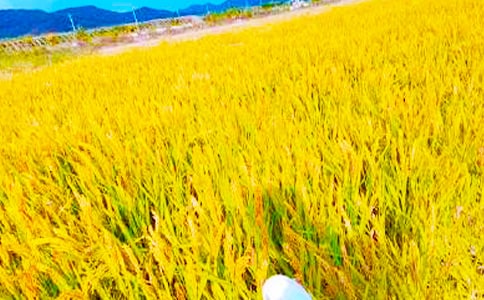 ���շ����(bi��o)�Z(y��)