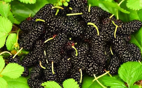 【推薦】摘桑葚作文13篇