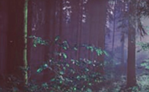 ɭ�ַ����[���Ų���r��(b��o)��