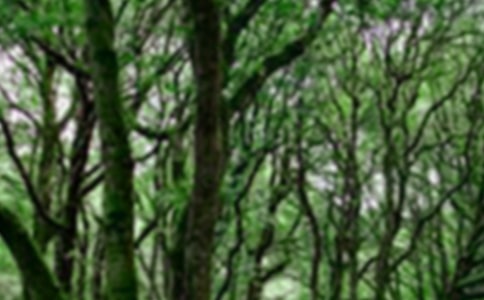 保護(hù)森林倡議書