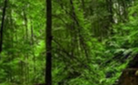 ɭ�ַ����(bi��o)�Z