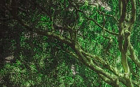 ɭ�ֲ�ԭ��������R�����