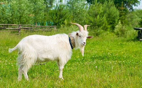 我縣山羊養(yǎng)殖發(fā)展走圈養(yǎng)之路的思考