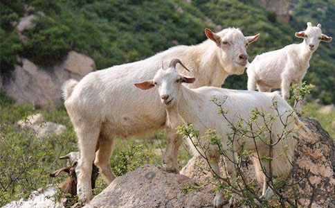 ��ֻɽ���^(gu��)�򿴈D��Ԓ���ģ����x17ƪ��