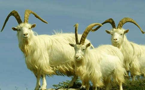 ɽ���^(gu��)��(d��)ľ������