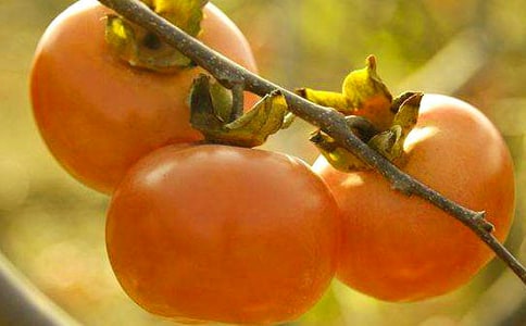 摘柿子作文【精】