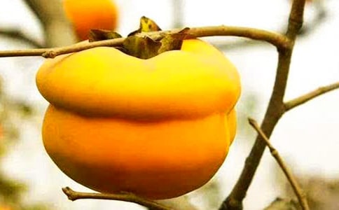 ���Ә�����[���x]