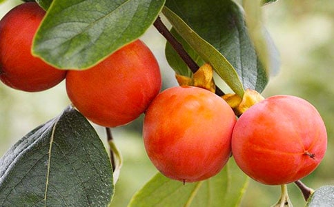 柿子優(yōu)秀作文