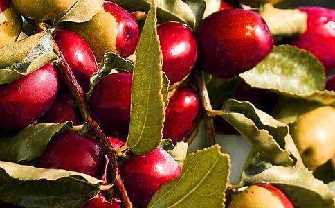 大學(xué)生水果店創(chuàng)業(yè)計(jì)劃書