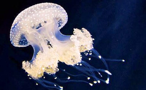 ˮĸ�v�U(xi��n)ӛ