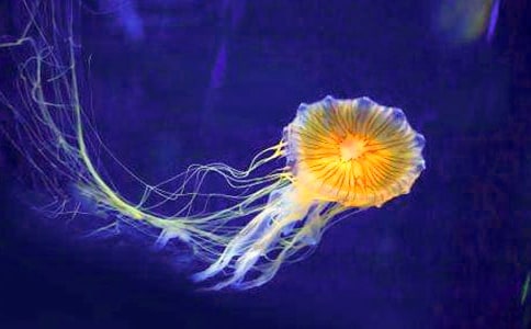 描寫水母的作文