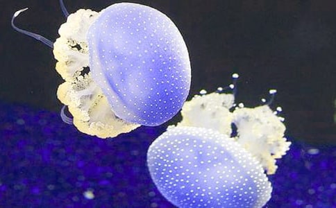 ��(y��u)��ˮĸ����