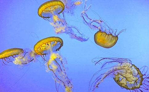 關(guān)于水母的作文