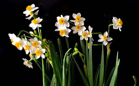 水仙優(yōu)秀作文15篇