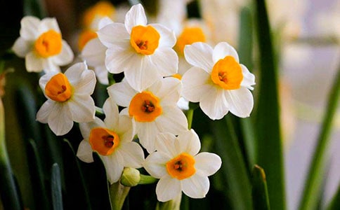 守望心靈的水仙花高一作文