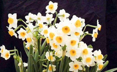 水仙花作文【推薦】