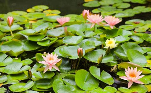 ˯ɏ��(y��u)������