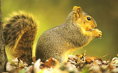 《小松鼠采果子》小班體育游戲教案優(yōu)秀