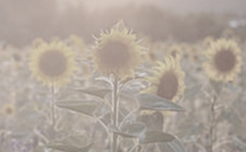 描寫太陽花的優(yōu)秀作文(精選3篇)