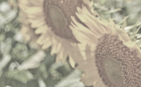 【精選】太陽花作文33篇