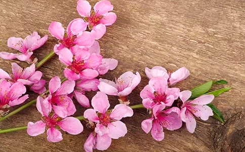 �茑�һ��ľ���