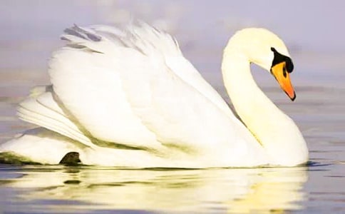 天鵝湖的景色優(yōu)秀作文(精選30篇)