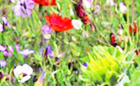 實(shí)用的美麗的田野作文五篇