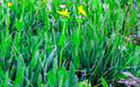 ��������Ұ���ġ��]��